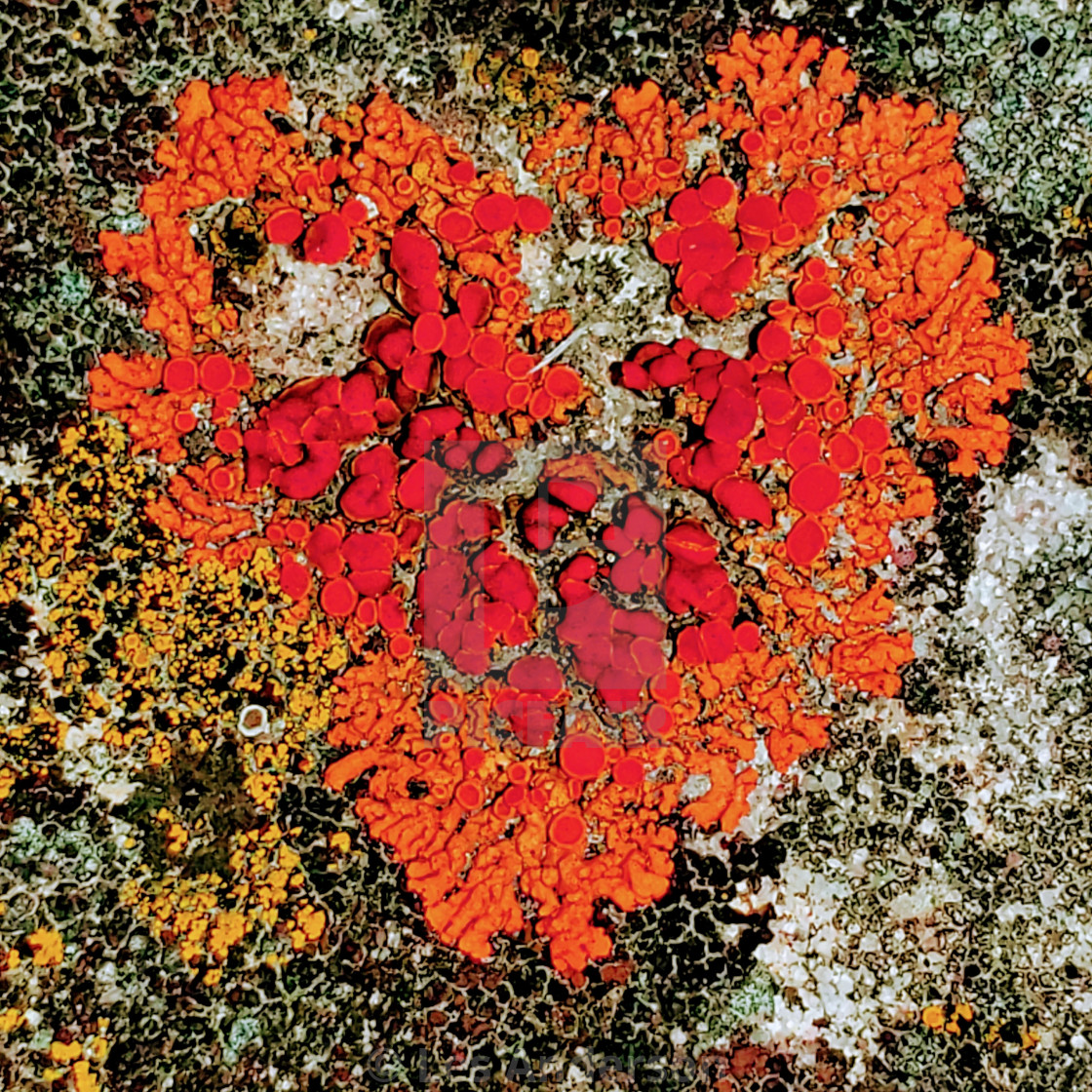 "Love Lichens" stock image