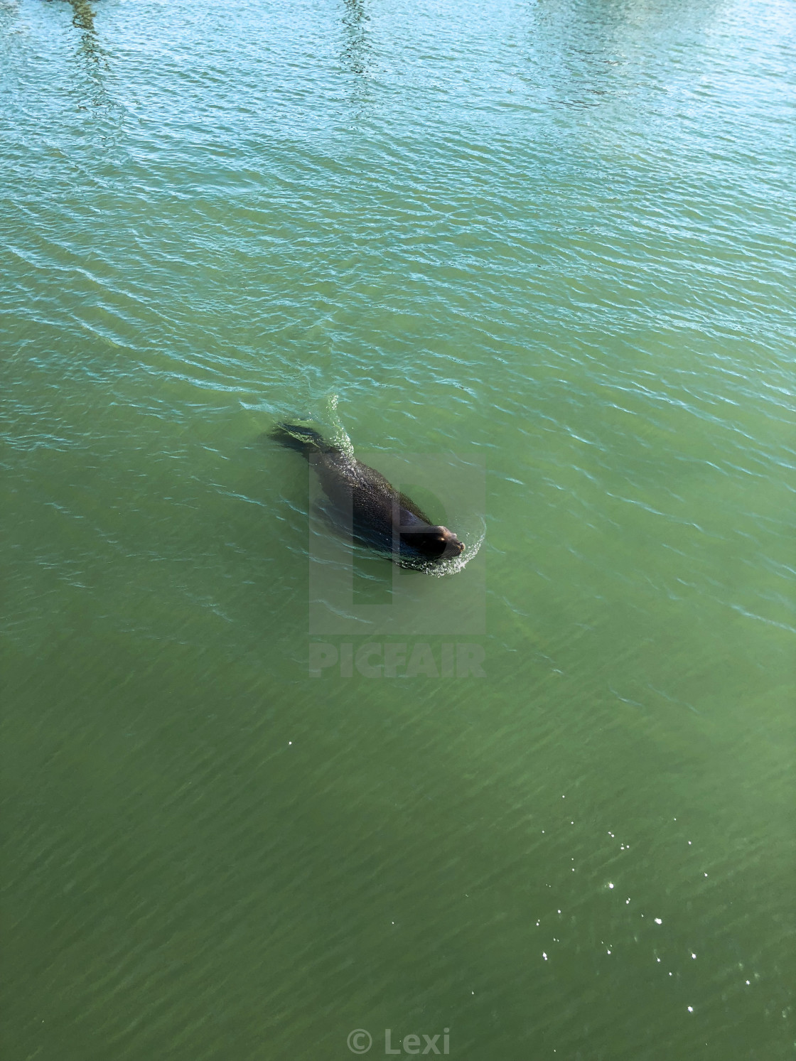 "Swimming Sea Lion" stock image