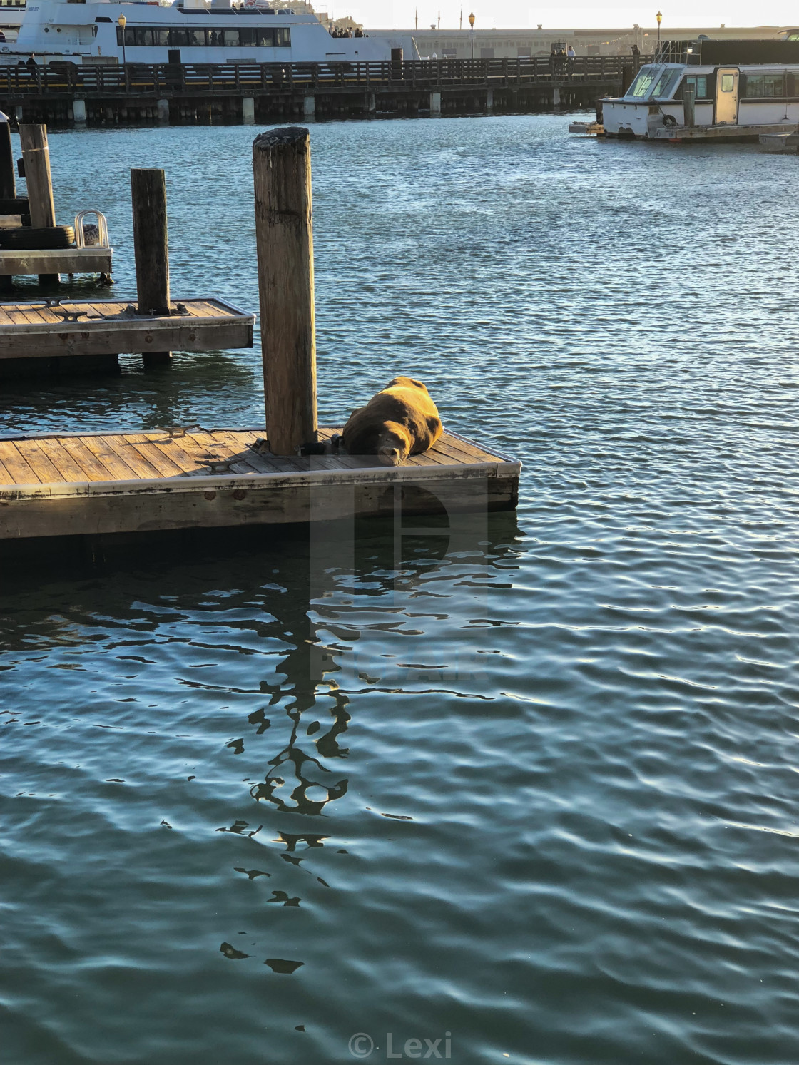 "Sleeping Sea Lion" stock image