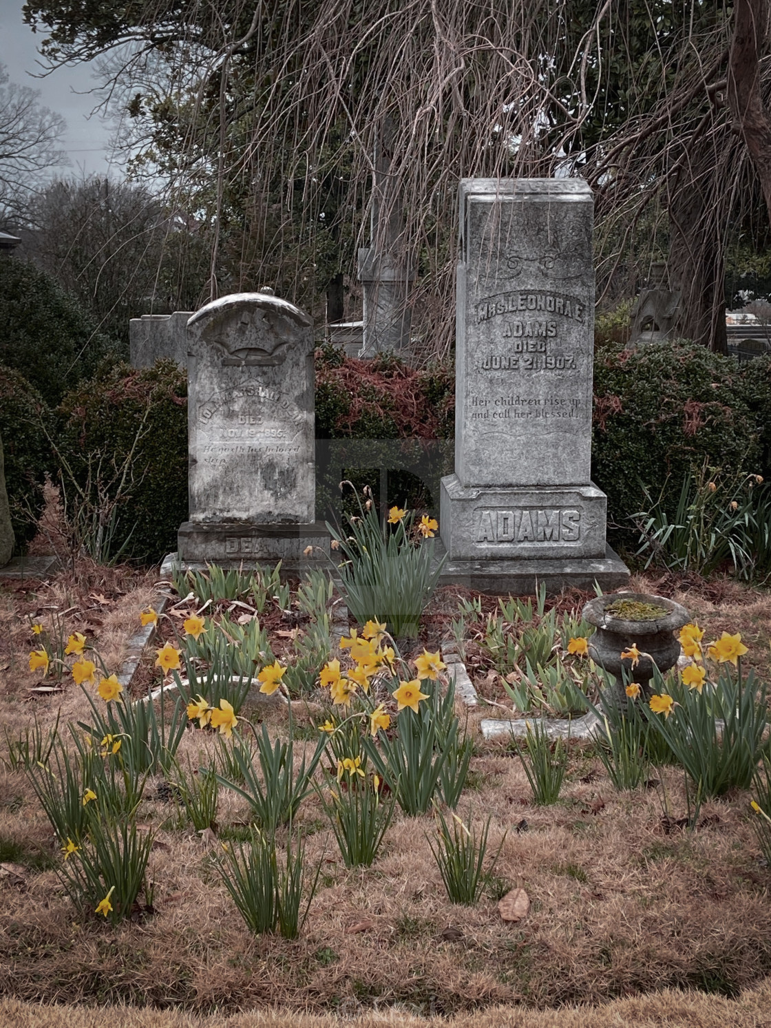 "Daffodil Days" stock image