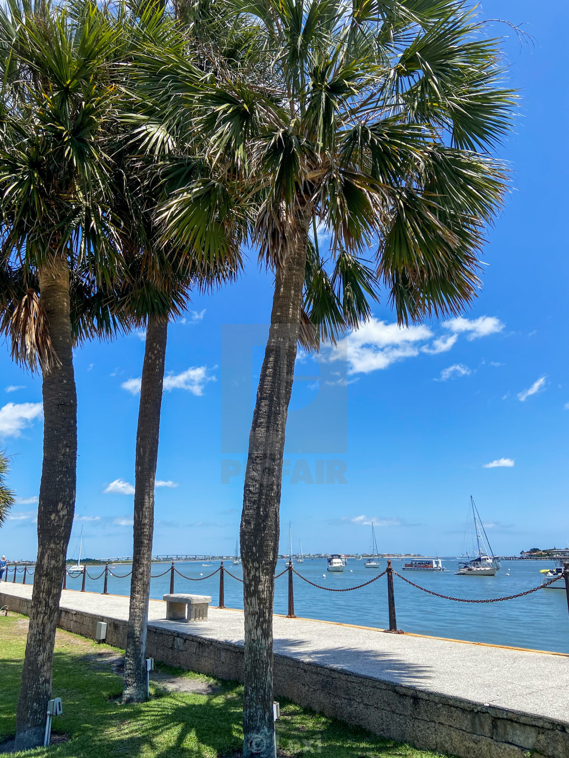 "Saint Augustine Palms" stock image