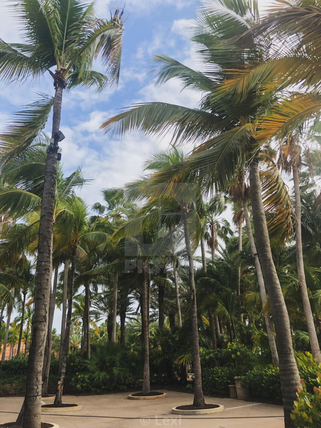 "Bahama Breeze" stock image