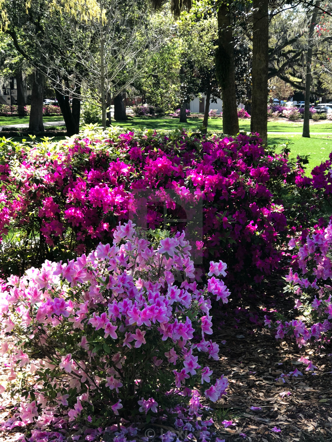 "Spring Has Sprung" stock image