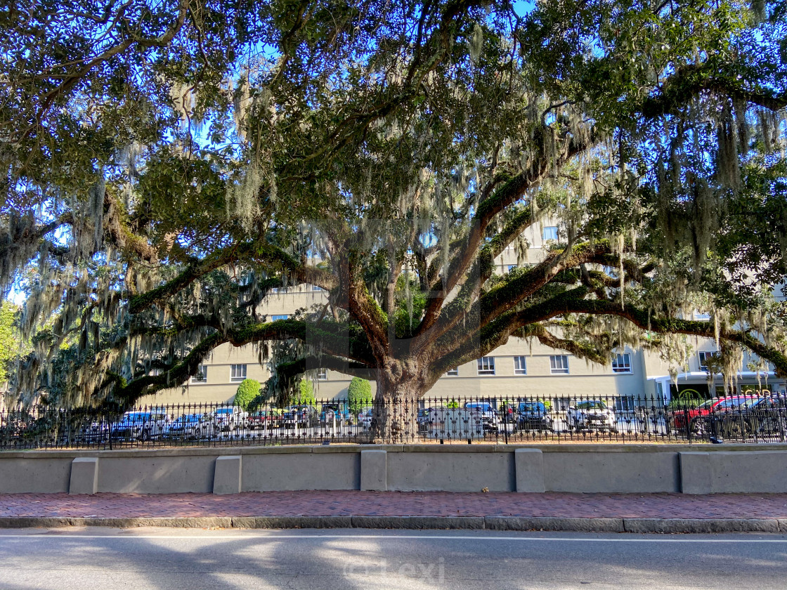 "Candler Oak" stock image