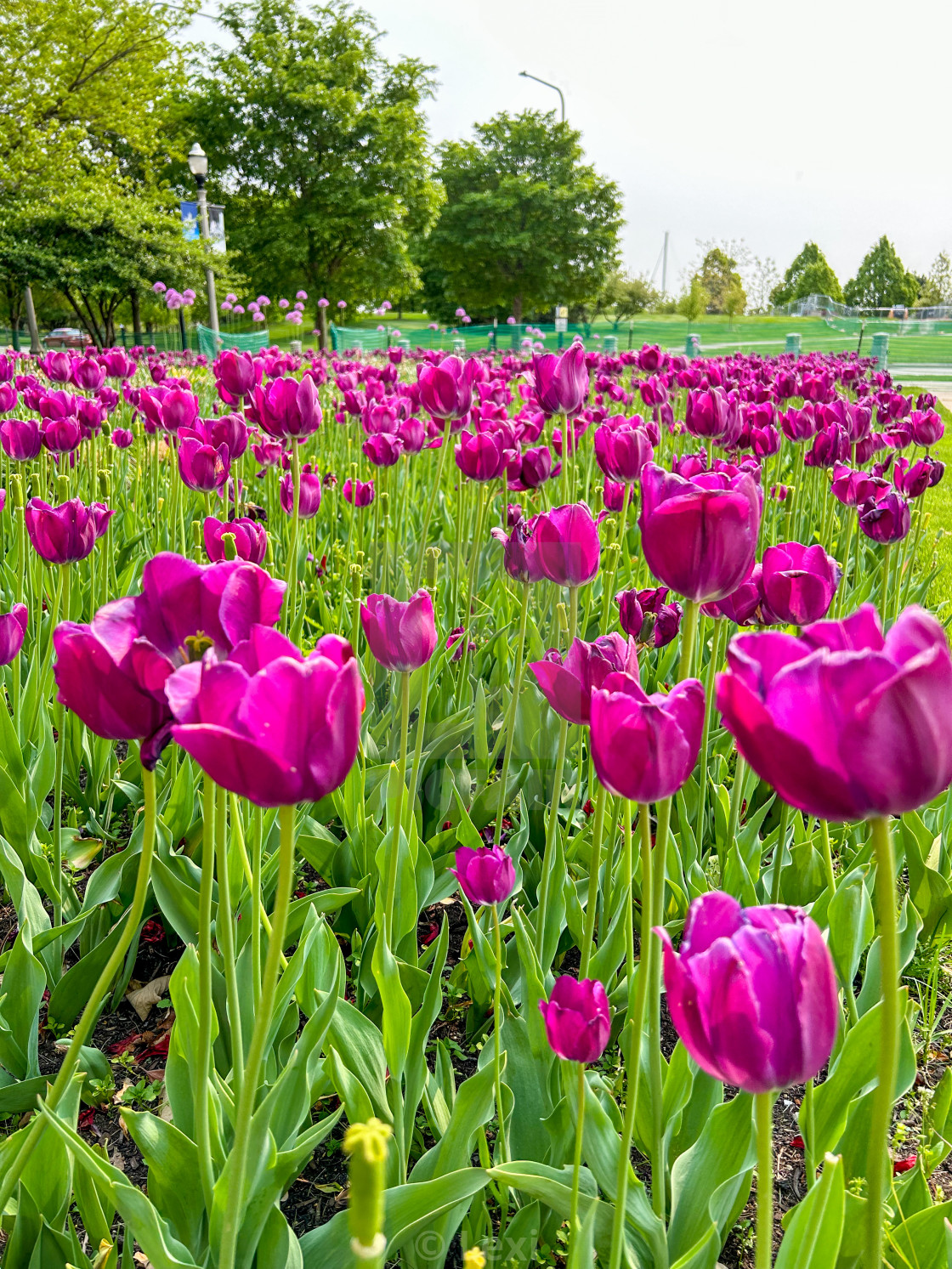 "Tiptoe Through the Tulips" stock image