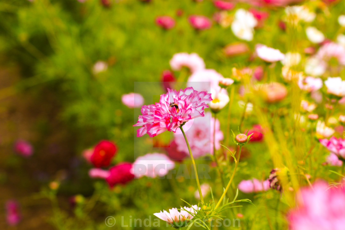 "In the pink" stock image