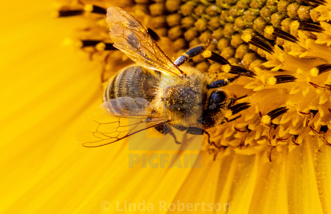 "Busy bee" stock image