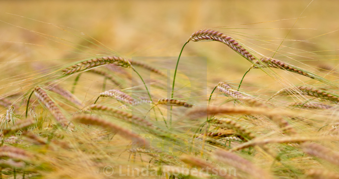 "Field of barley" stock image