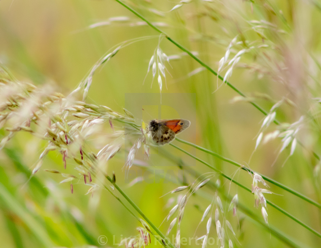 "Butterfly taking a rest" stock image