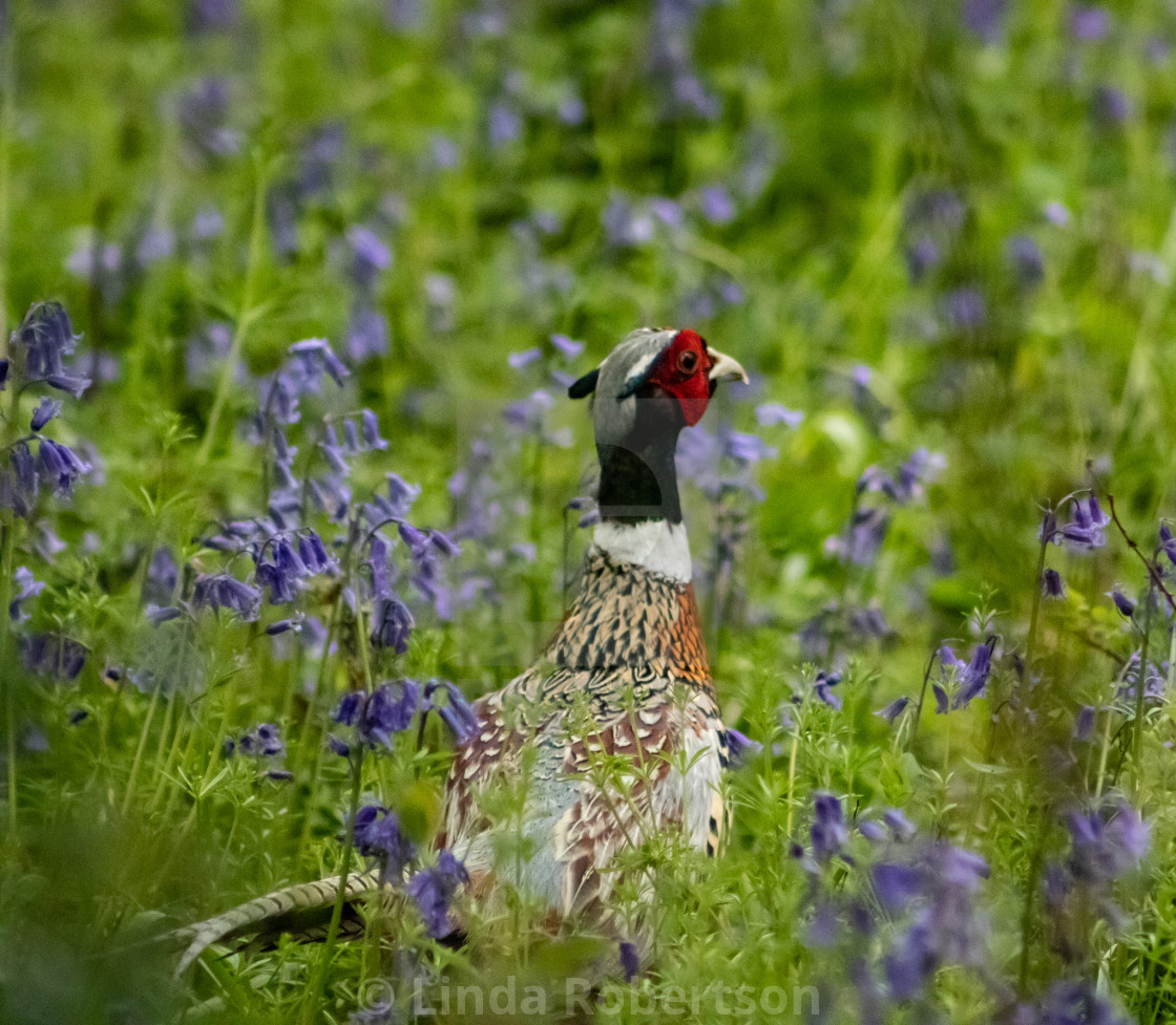 "Pheasant in bluebells" stock image