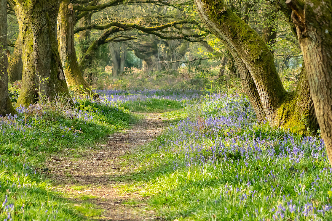 "Bluebell path" stock image