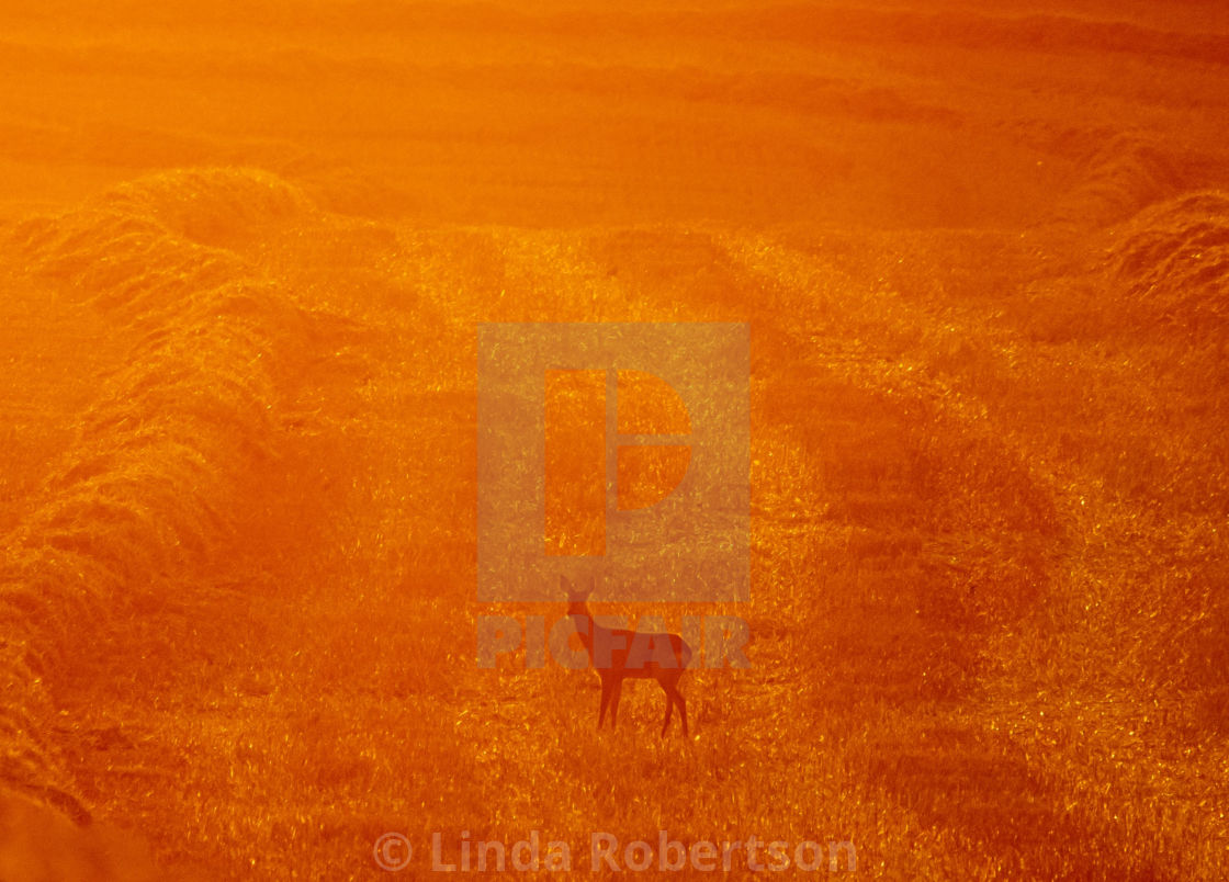 "Deer at sunset" stock image