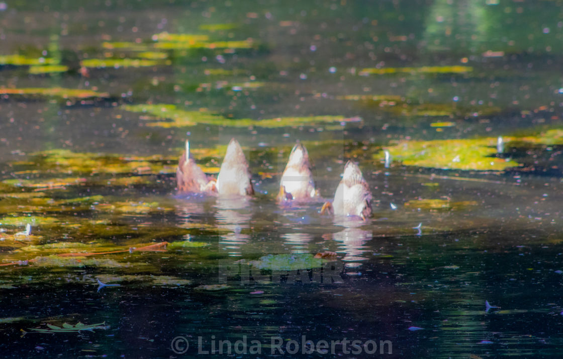 "Bottoms up!" stock image