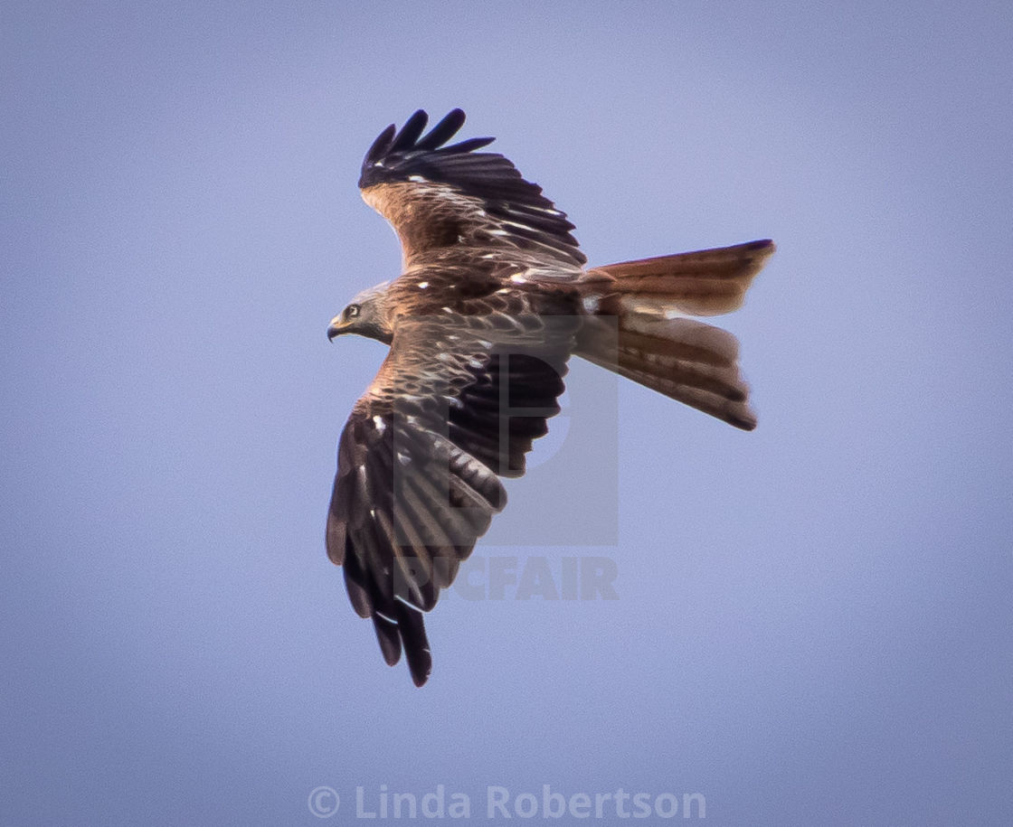 "Red kite from above" stock image