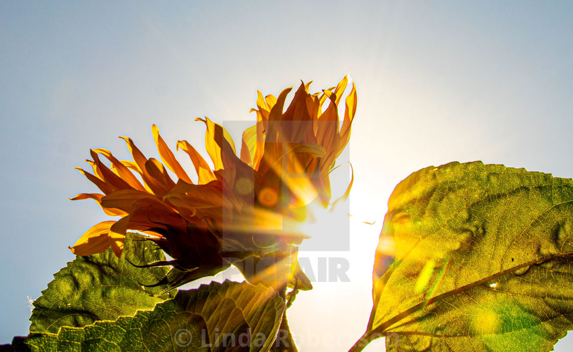 "Sun and sunflower" stock image