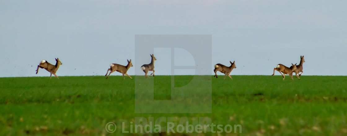 "Deer in training" stock image