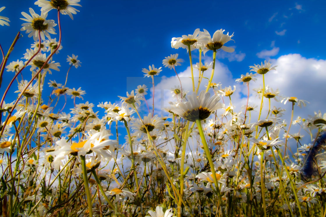 "Blue sky and daisies" stock image