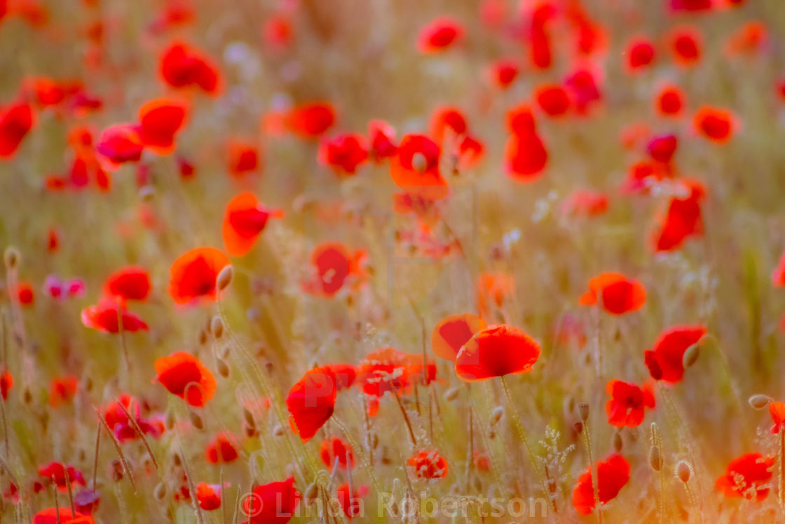 "Gentle poppies" stock image