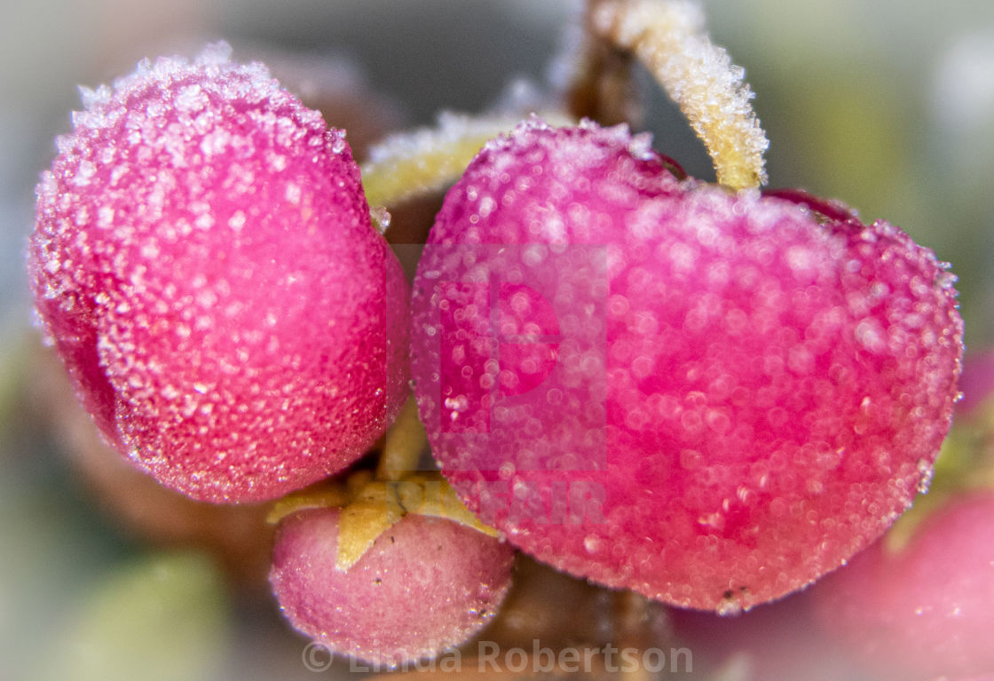 "Frosty berries" stock image