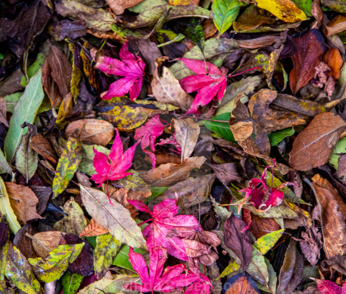 "Lots of leaves" stock image