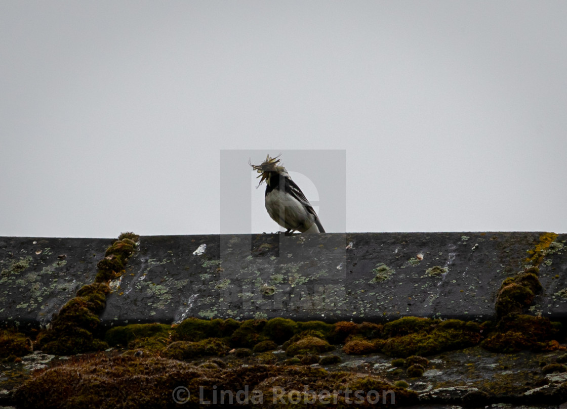 "Pied wagtail with lunch" stock image