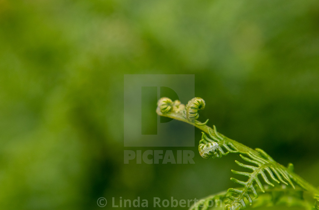 "Green fern" stock image