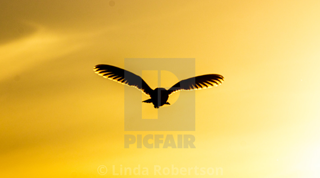 "Ultimate silhouette barn owl" stock image