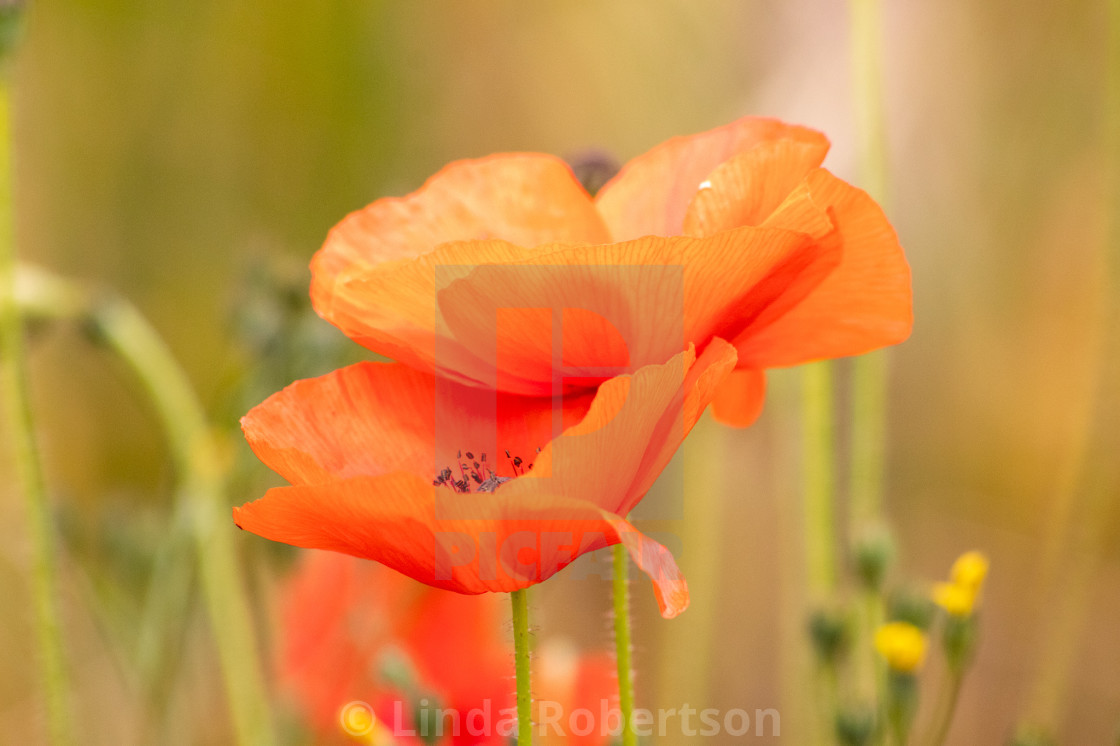 "Pair of poppies" stock image