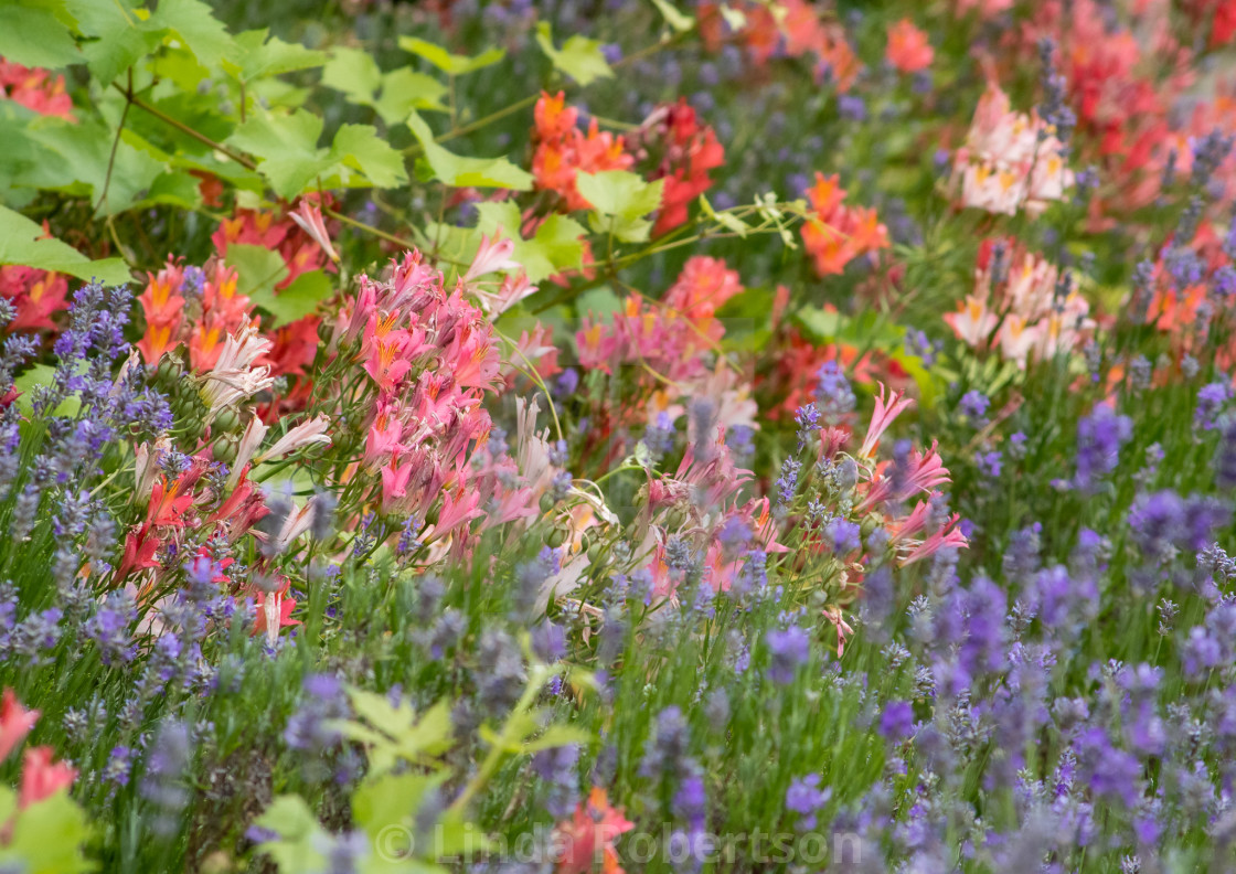 "Honeysuckle and lavender" stock image