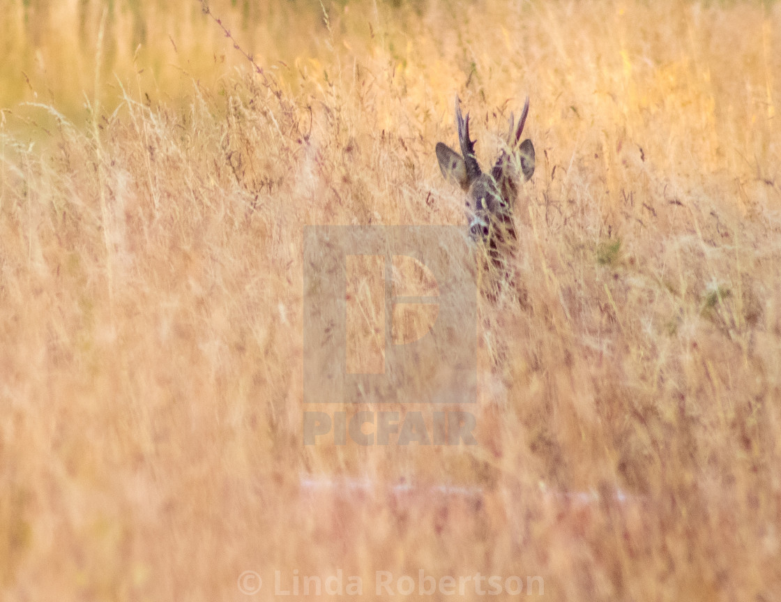 "Stag in the long grass" stock image