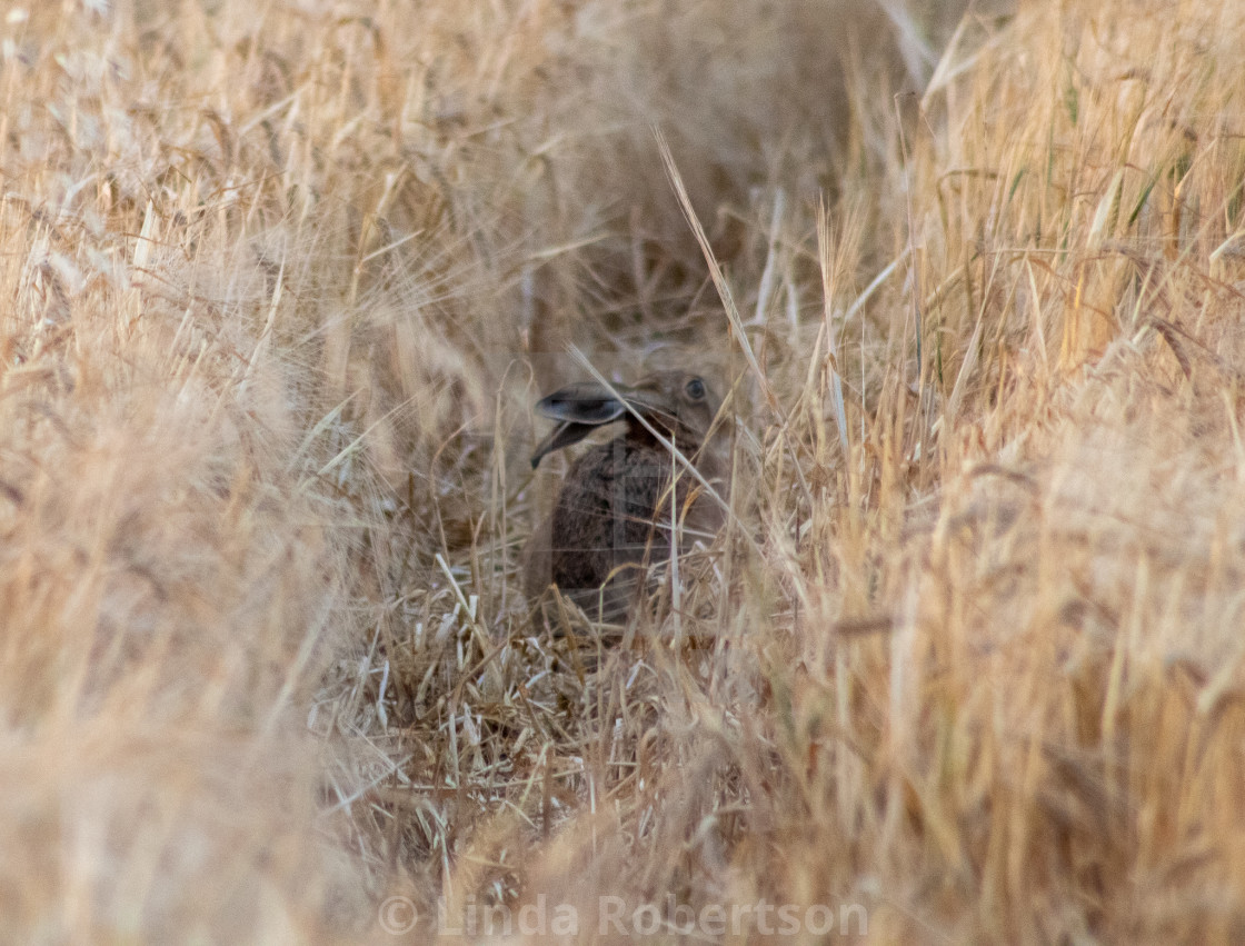 "Hiding leveret" stock image