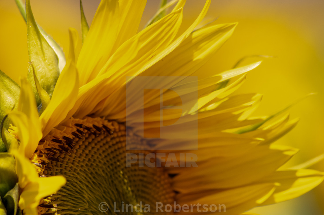 "Sunflower petals" stock image