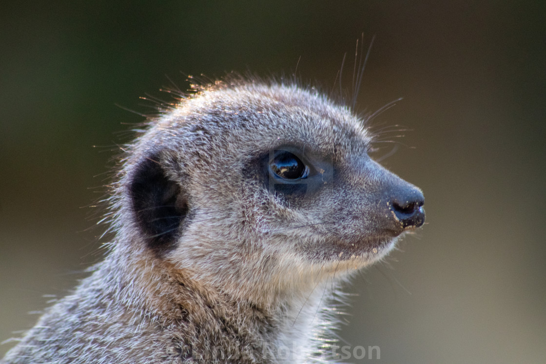 "Meercat portrait" stock image