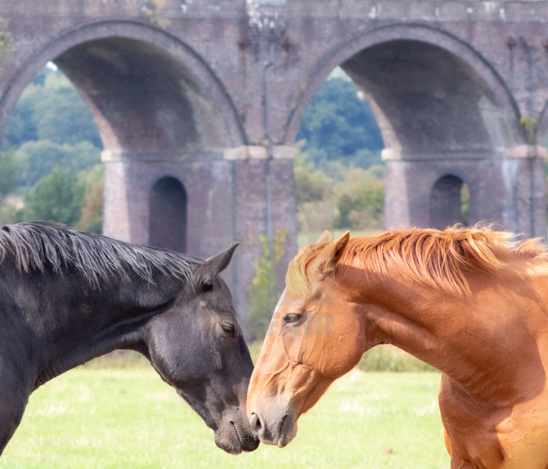 "Horse's in love" stock image