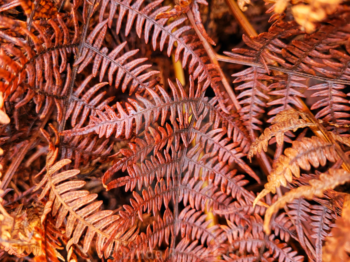 "Red ferns" stock image