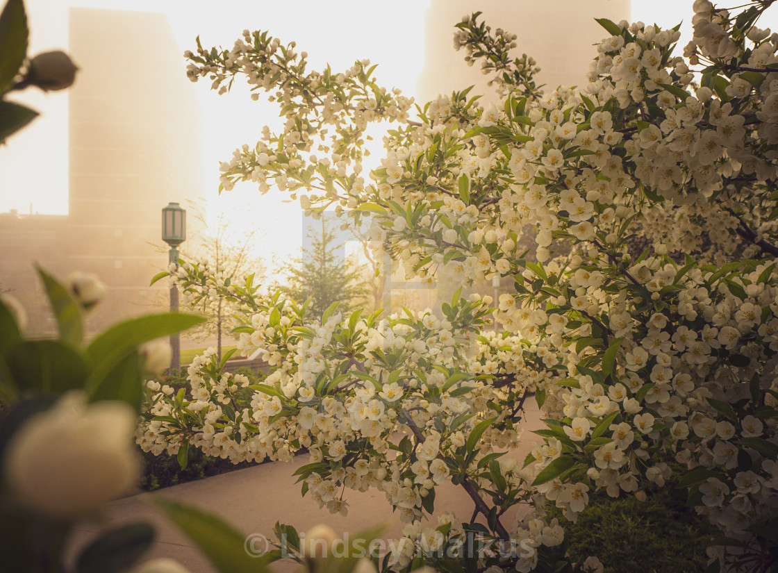 "Sunburst Fog" stock image