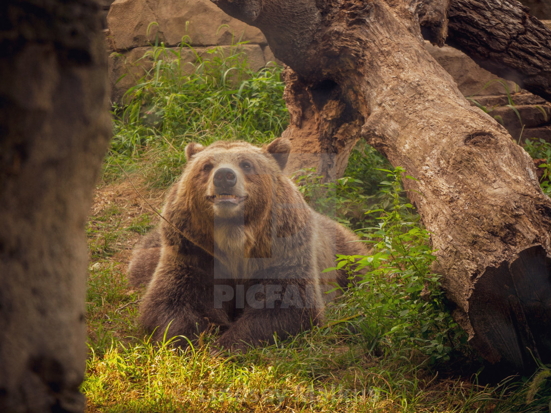 "Grinning Grizzly" stock image