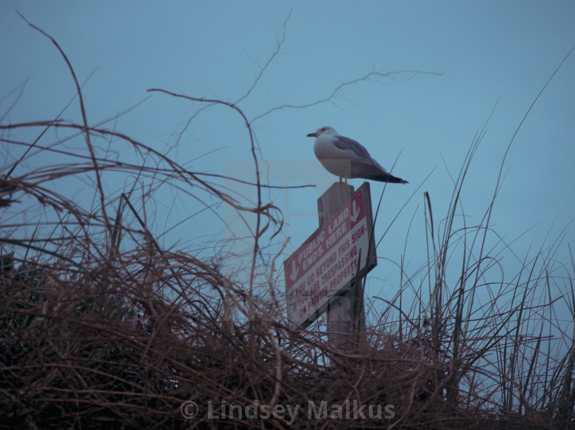 "Seagull Guard" stock image