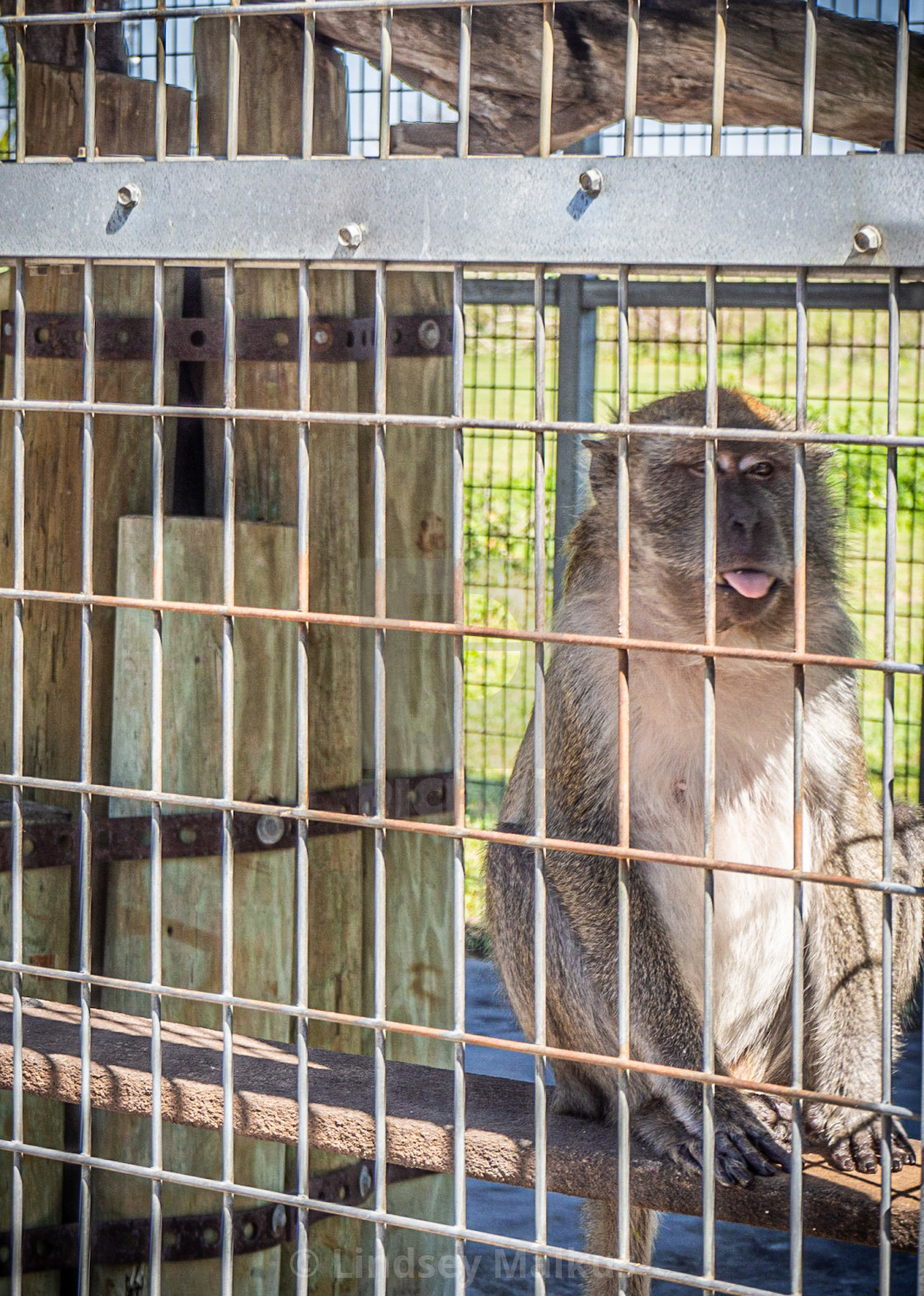 "Monkey Mood" stock image