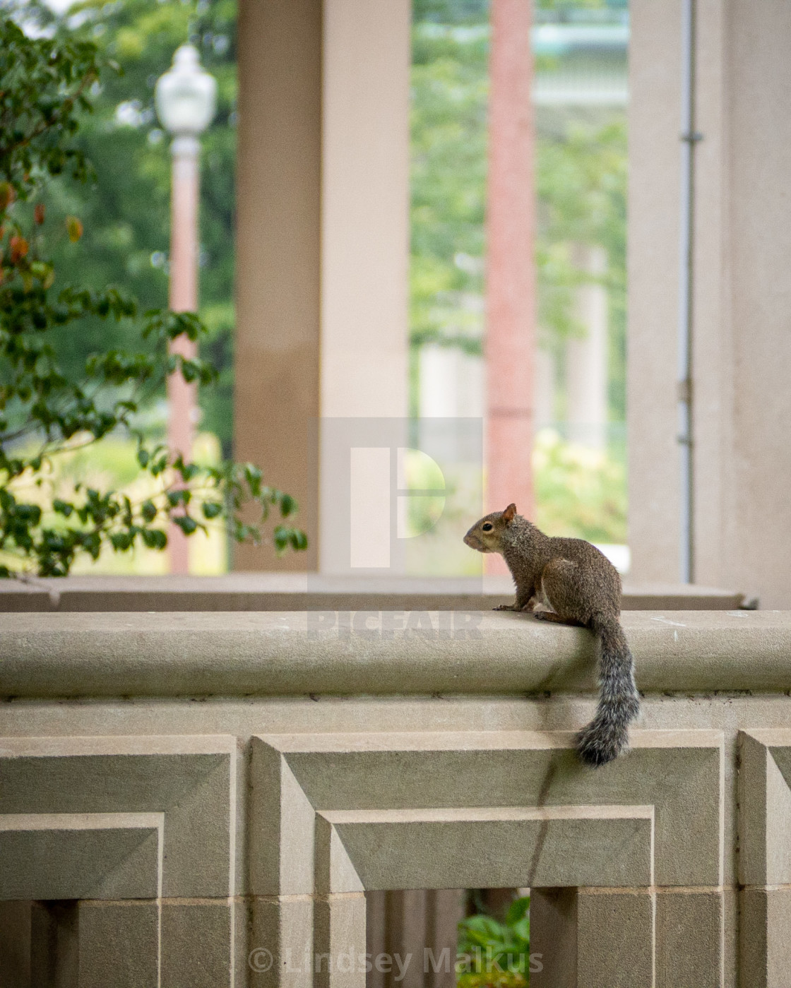 "Squirrel in a Summer Shower" stock image