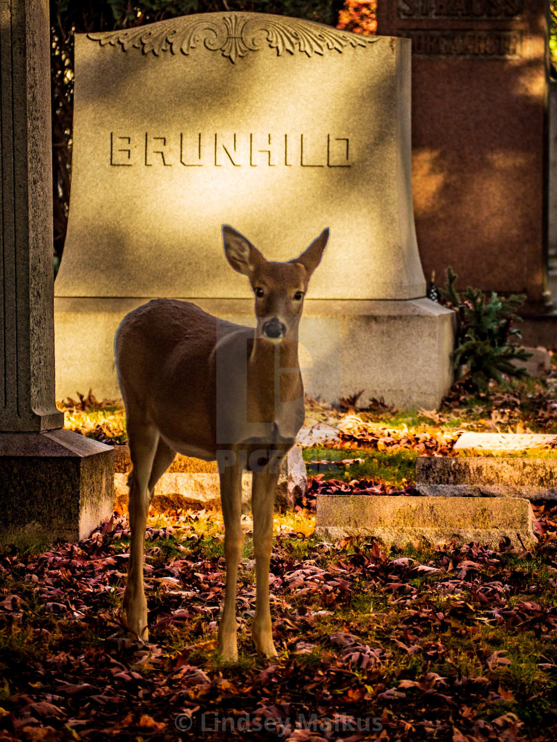 "Oh Deer" stock image