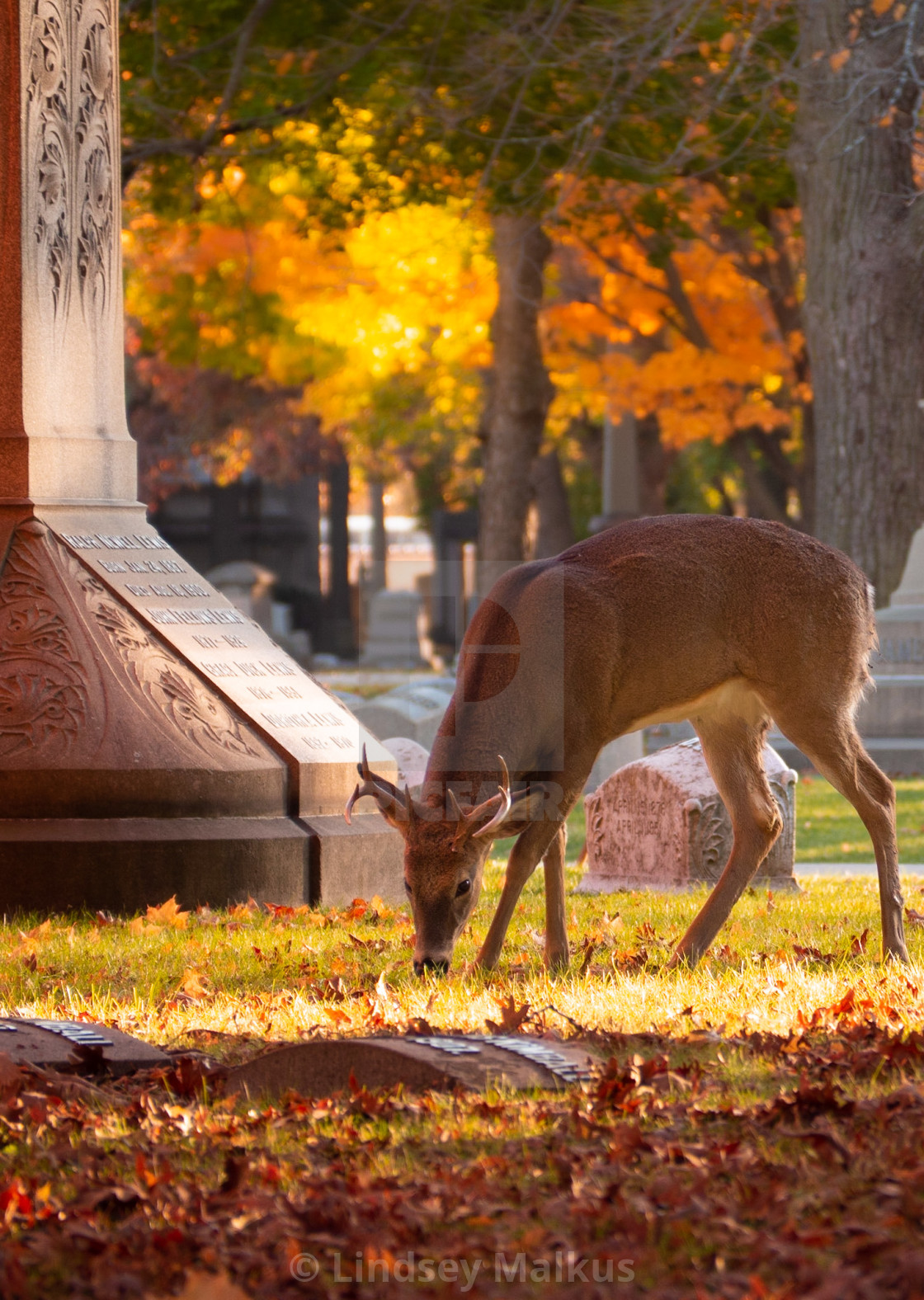 "Cemetery Stroll" stock image