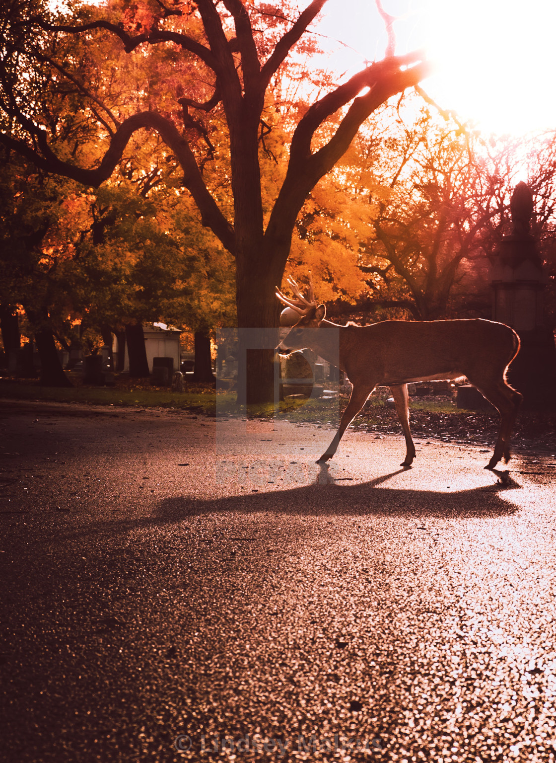 "Stag Stroll" stock image