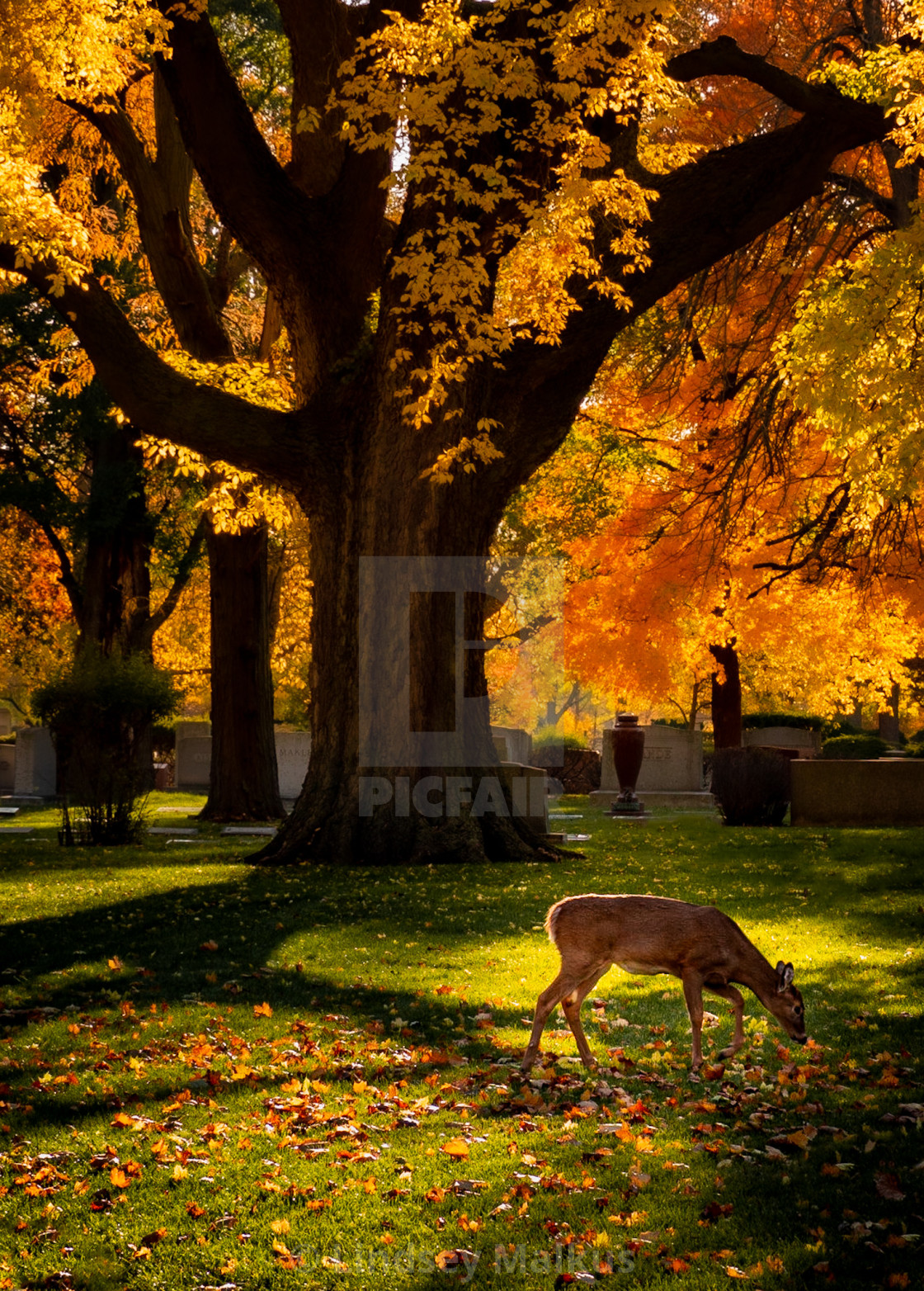 "Deer Daydream" stock image