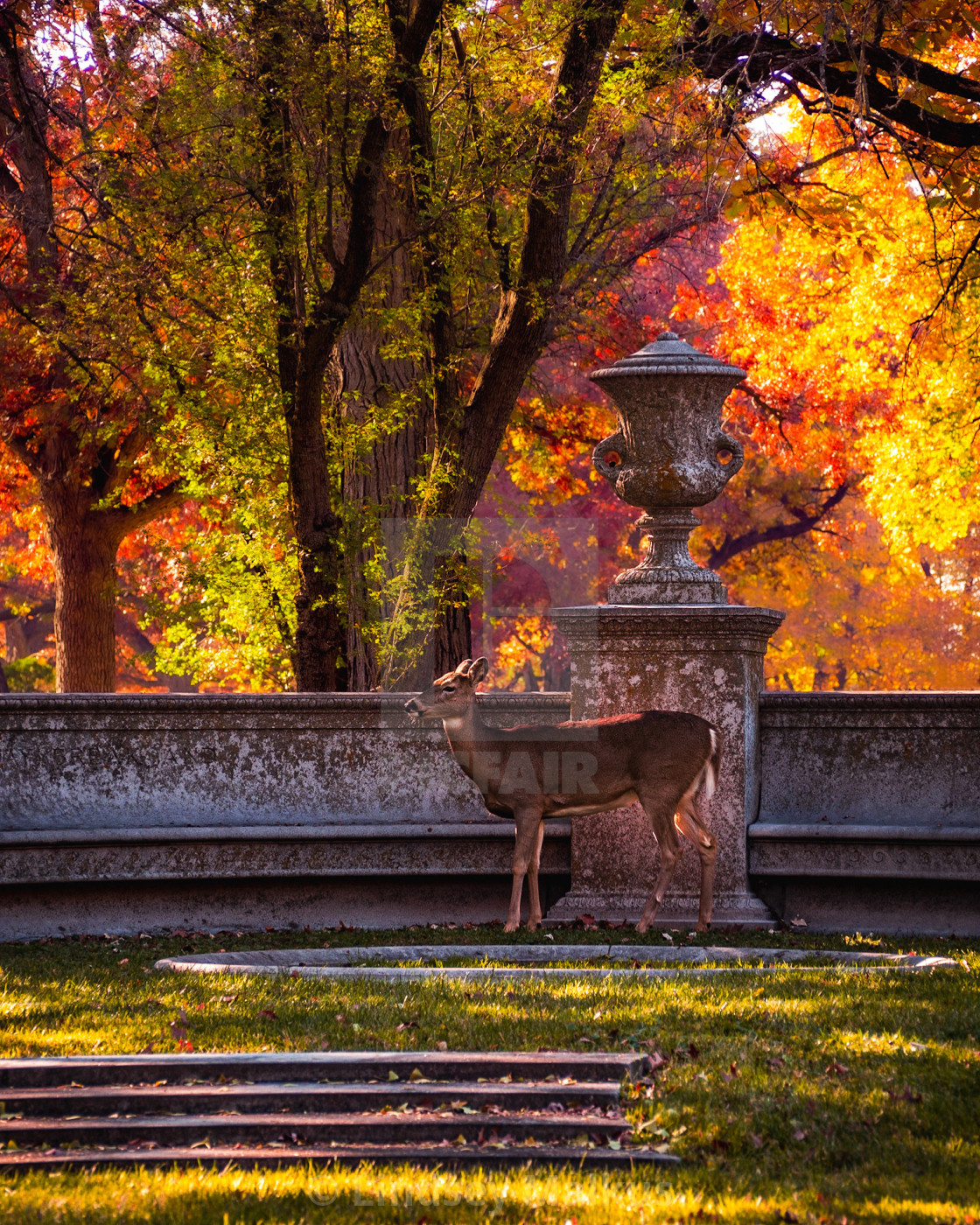 "Autumn Daydream" stock image