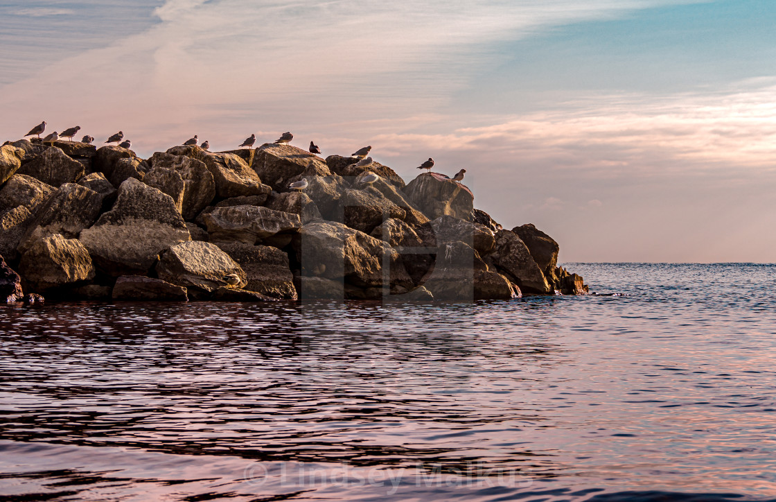 "Seagull Sunrise" stock image