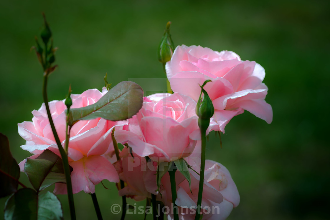 "Pink Roses" stock image