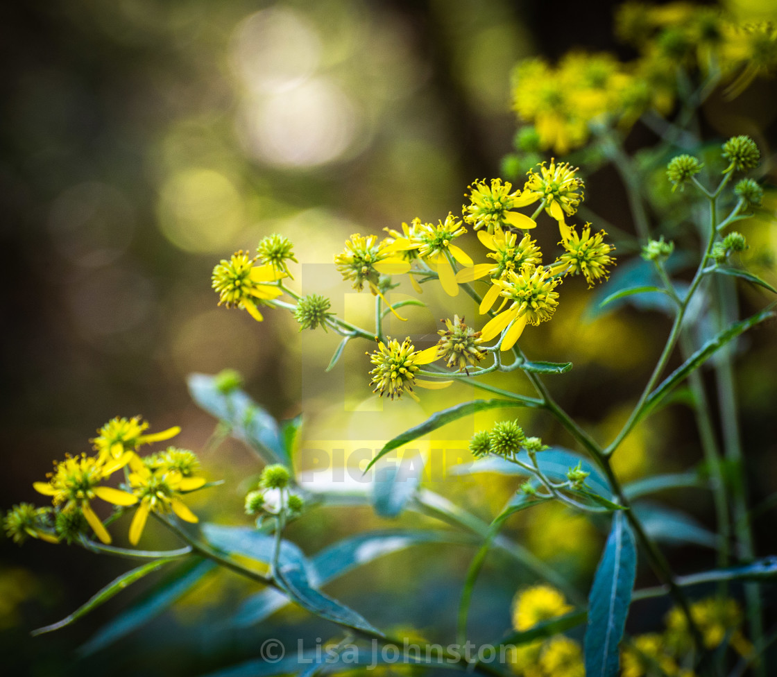 "Wildflower" stock image