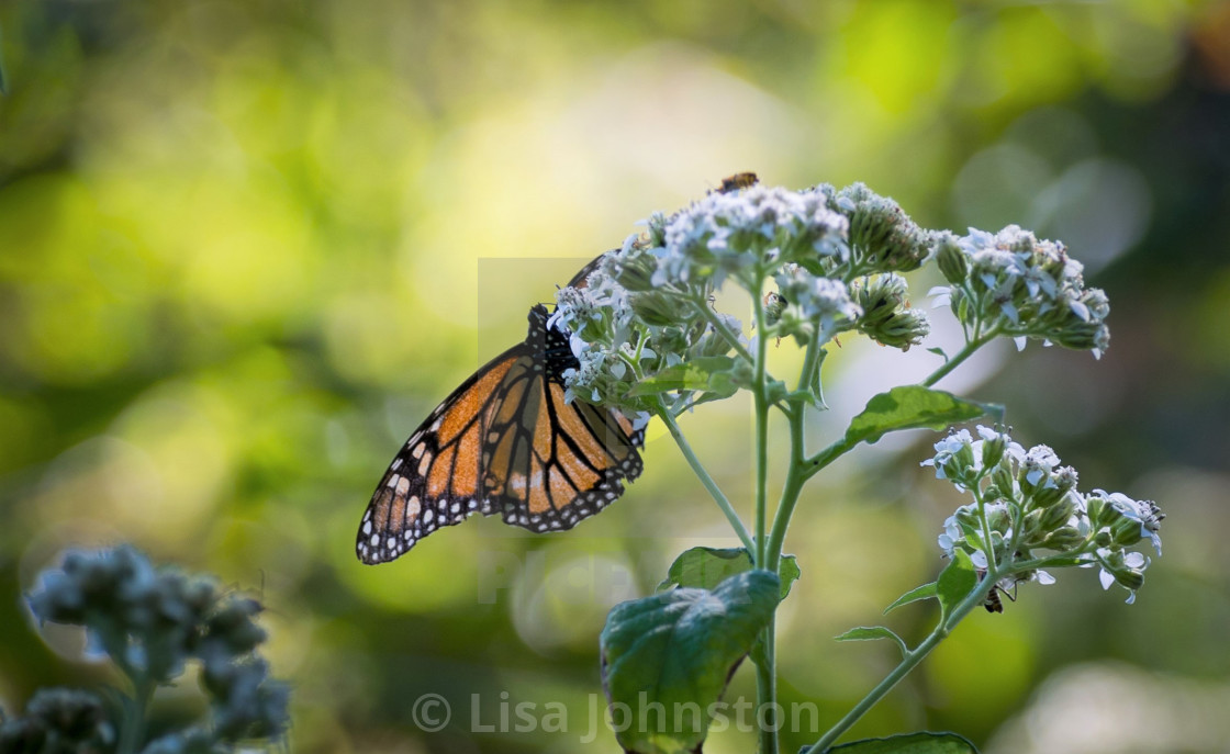 "Monarch" stock image