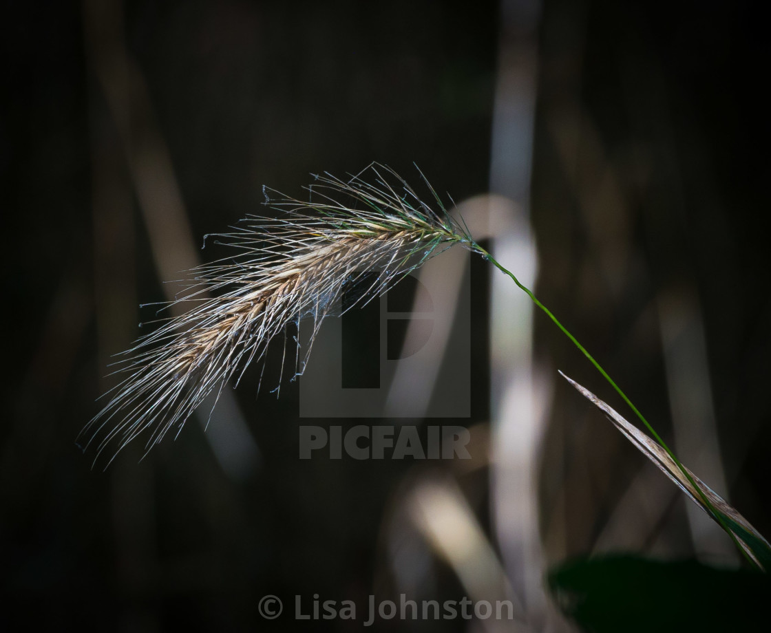 "Wheat" stock image